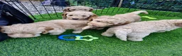 Mixed Breed dogs for sale: Adorable puppies ready for their forever homes  - Advert 2