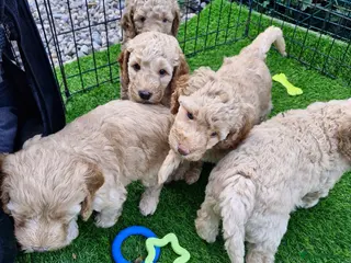 Mixed Breed dogs Adorable Cockapoo x Labradoodle puppies - Advert 1