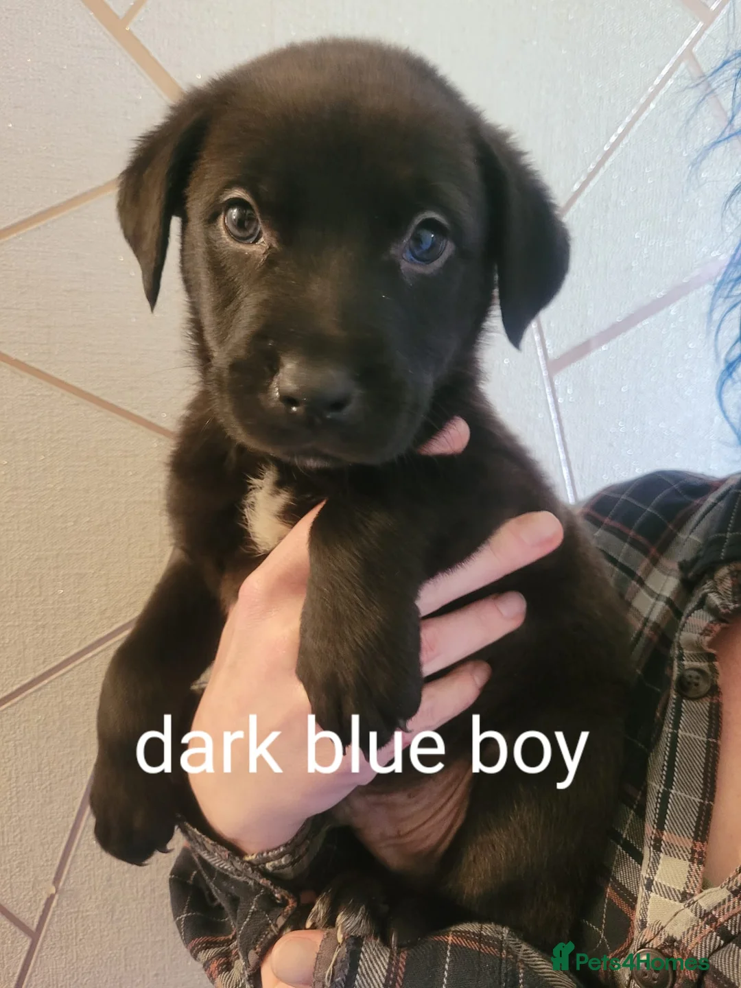 Mixed Breed dogs for sale: Adorable pups - viewings Saturday 2nd May in Durham - Advert 2