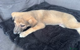 Mixed Breed dogs for sale: German Shepard/husky cross puppies  - Image 15
