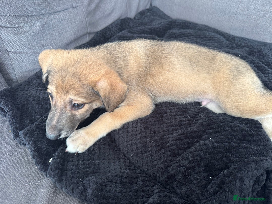 Mixed Breed dogs for sale: German Shepard/husky cross puppies  - Image 15