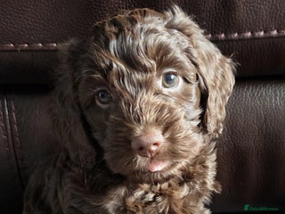 Cockapoo dogs - Advert 33