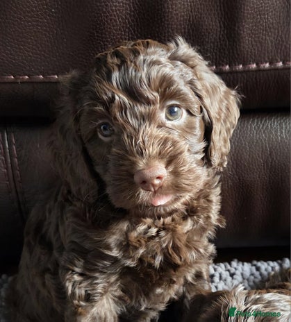 Cockapoo dogs - Advert 6