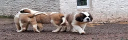 Saint Bernard dogs for sale: REDUCED Show Quality Saint Bernard's  - Advert 3