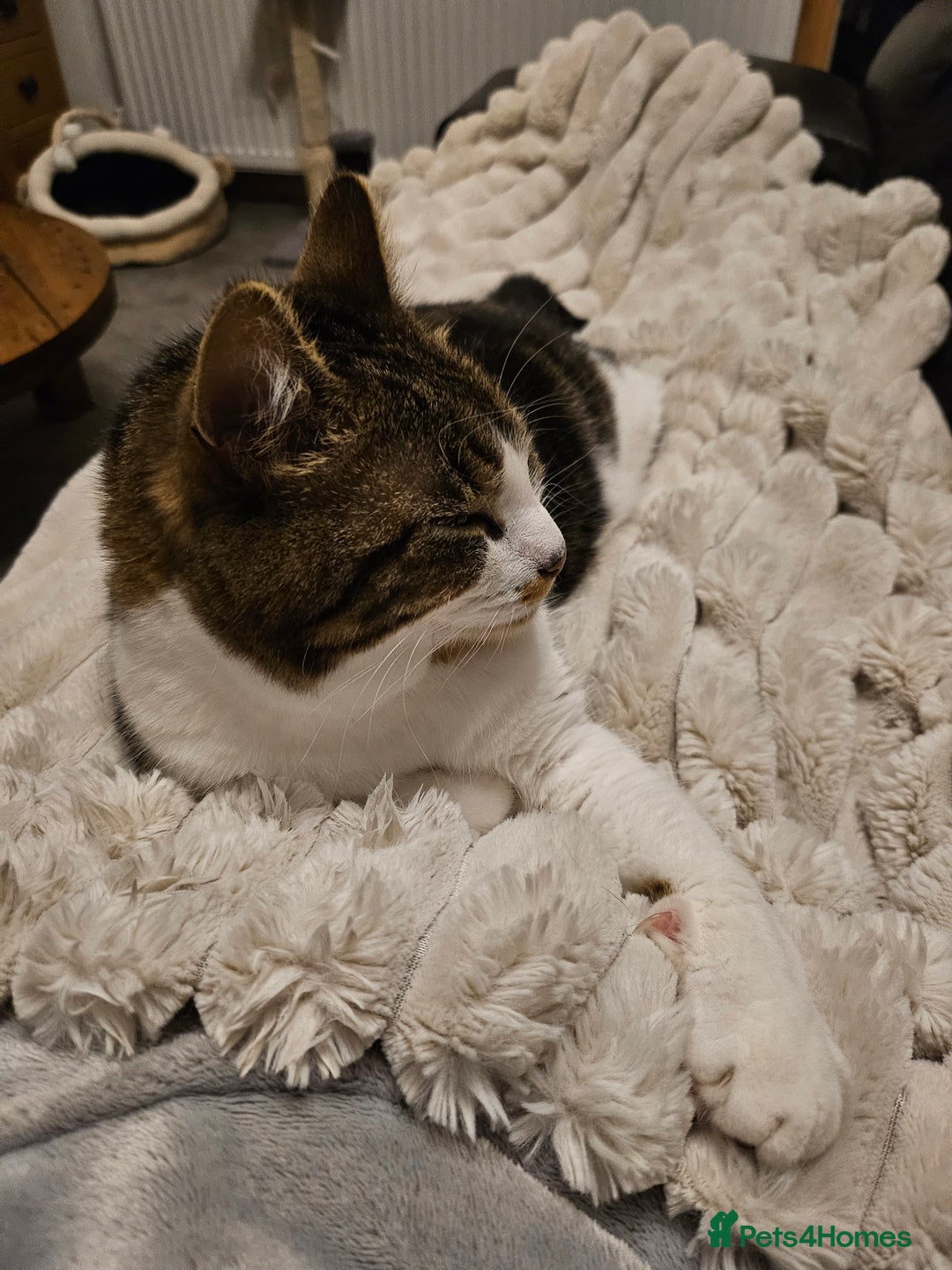 Mixed Breed cats for sale: Beautiful tabby girl - Image 3