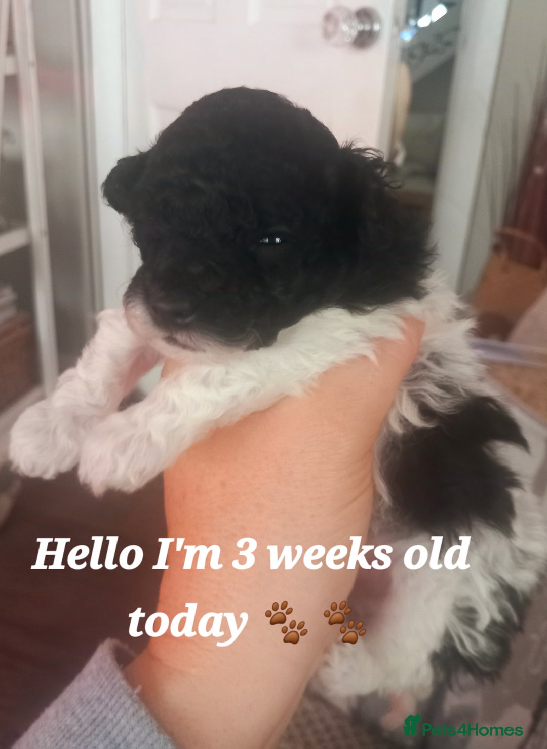 Toy Poodle dogs for sale: **1 PARTI BOY AVAILABLE**READY 21st DECEMBER** - Advert 22