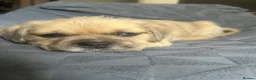 Mixed Breed dogs for sale: Mixed breed puppies  - Advert 8
