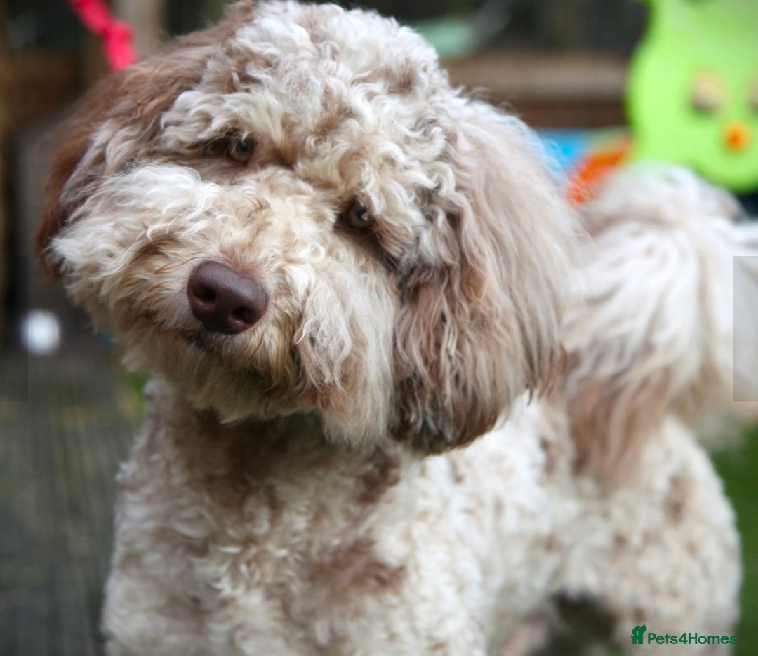 Sproodle dogs for sale: Stunning F2b Sproodle Puppies  - Image 5