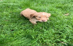 Cocker Spaniel dogs for sale: KC registered cocker spaniel pups for sale  - Image 17
