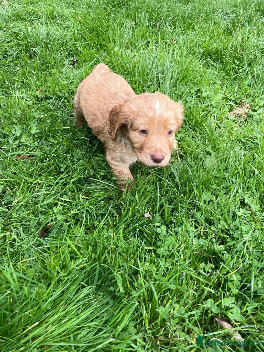 Cocker Spaniel dogs for sale: KC registered cocker spaniel pups for sale  - Image 17