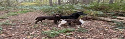 English Springer Spaniel dogs for stud: KC ESS, Heavily Marked DNA Clear - Advert 2