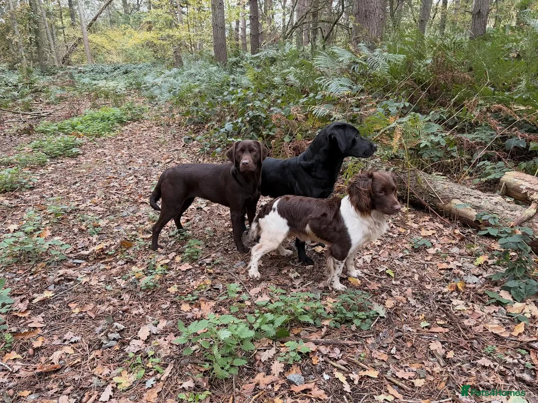 English Springer Spaniel dogs for stud: KC ESS, Heavily Marked DNA Clear - Advert 2