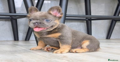 French Bulldog dogs - Advert 2