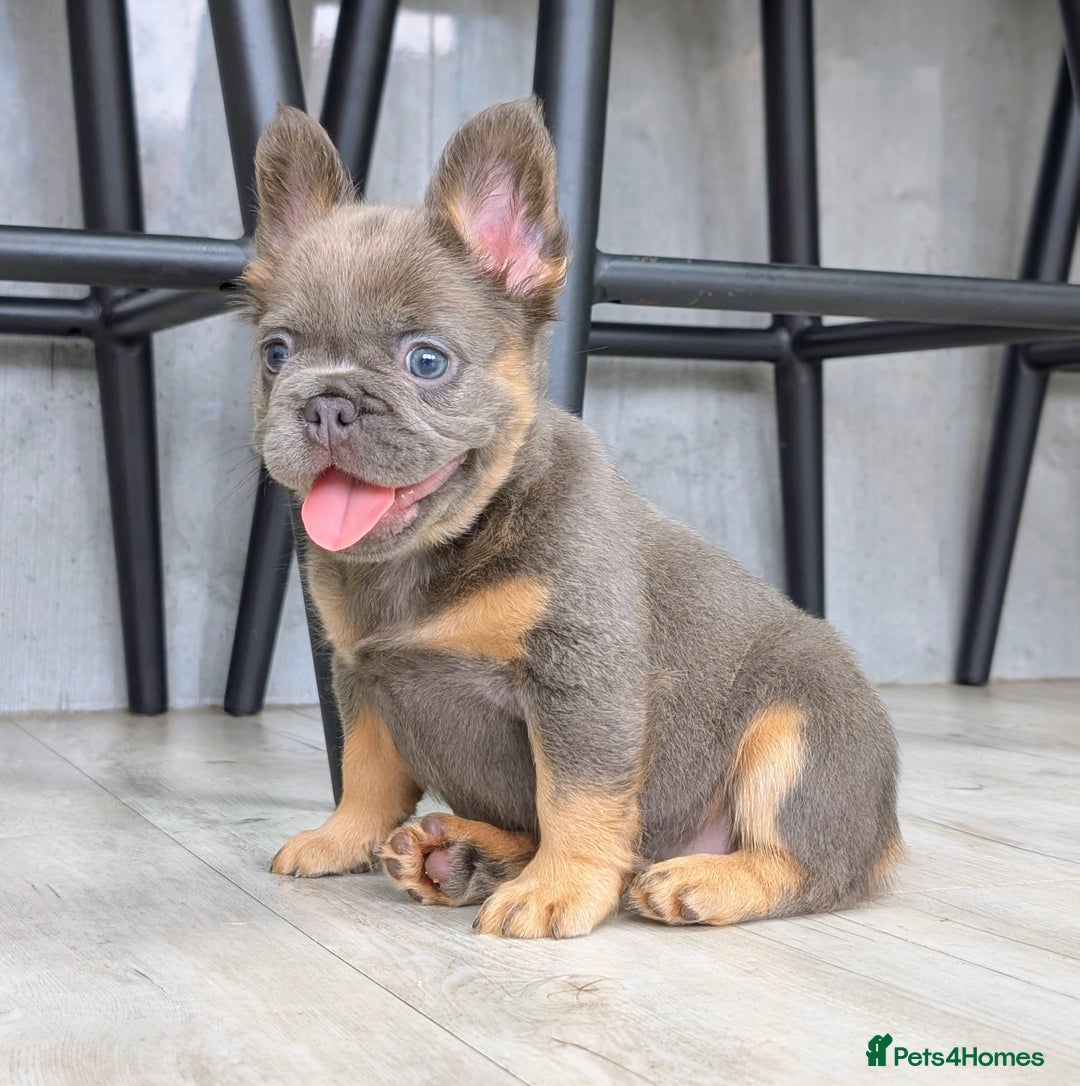 French Bulldog dogs for sale: Beautiful lilac and tan fluffy female  - Image 3