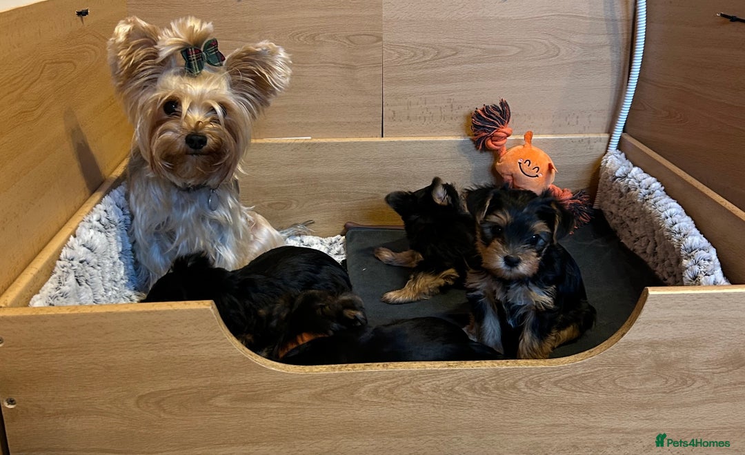 Yorkshire Terrier dogs for sale: Mini Yorkshire Terrier Puppies. - Advert 9