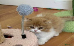 British Shorthair cats for sale: British Shorthair Pedigree Kittens - Image 5
