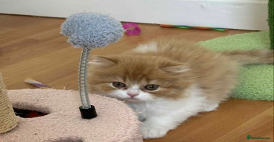 British Shorthair cats - Advert 10