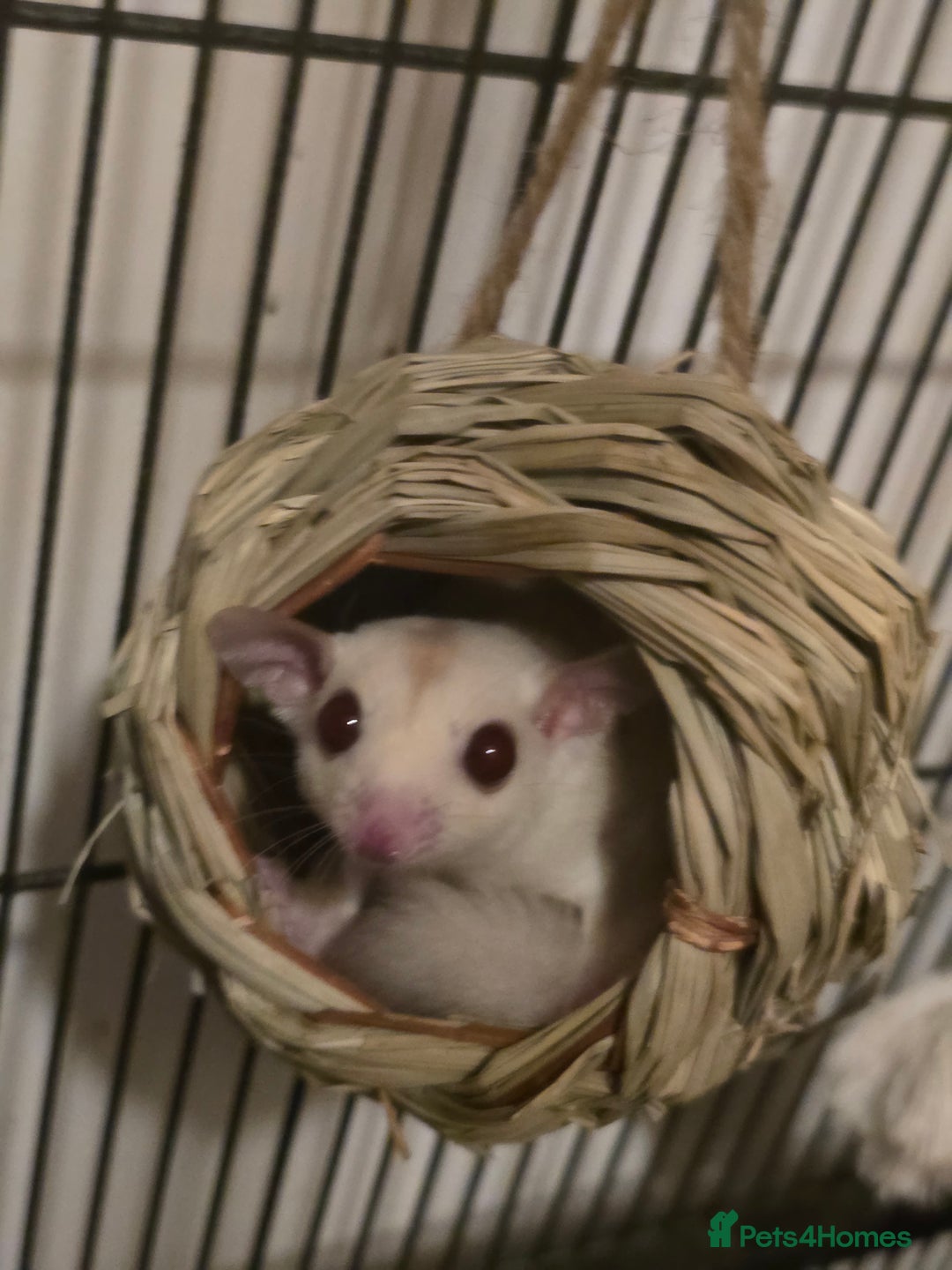 Sugar Glider rodents for sale: Male Cremino Sugar Glider - Image 2