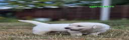 Golden Retriever dogs for sale: Gorgeous KC registered puppies for sale - Advert 10