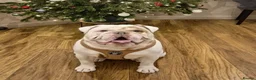 English Bulldog dogs for sale: New English Bulldog PABLO - Advert 8