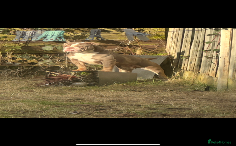 English Bulldog dogs - Advert 2