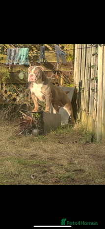 English Bulldog dogs - Advert 2