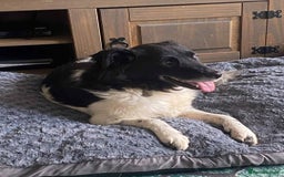 Mixed Breed dogs for adoption: Meet Beauty – A Gentle Soul with a Big Heart - Image 5