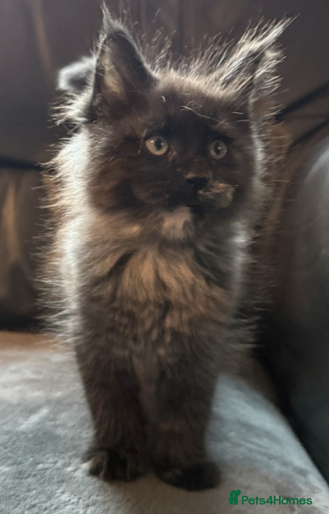 Maine Coon cats for sale: Cuddly TICA reg Maine coons Ready Now! - Advert 8