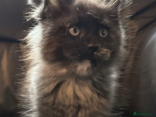 Maine Coon cats Gorgeous TICA reg Maine coon kittens - Advert 3
