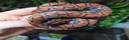 Boa Snake reptiles for sale: Female Brazilian Rainbow Boa - Advert 3