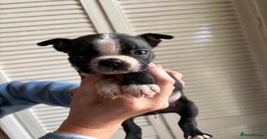 Boston Terrier dogs - Advert 2
