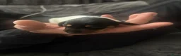 Miniature Dachshund dogs for sale: Miniature Dachshund puppies - Advert 11