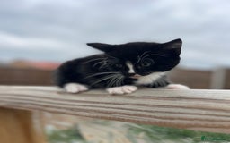 Mixed Breed cats for sale: Bengal Mix- Ready! 4/6 left  - Image 24