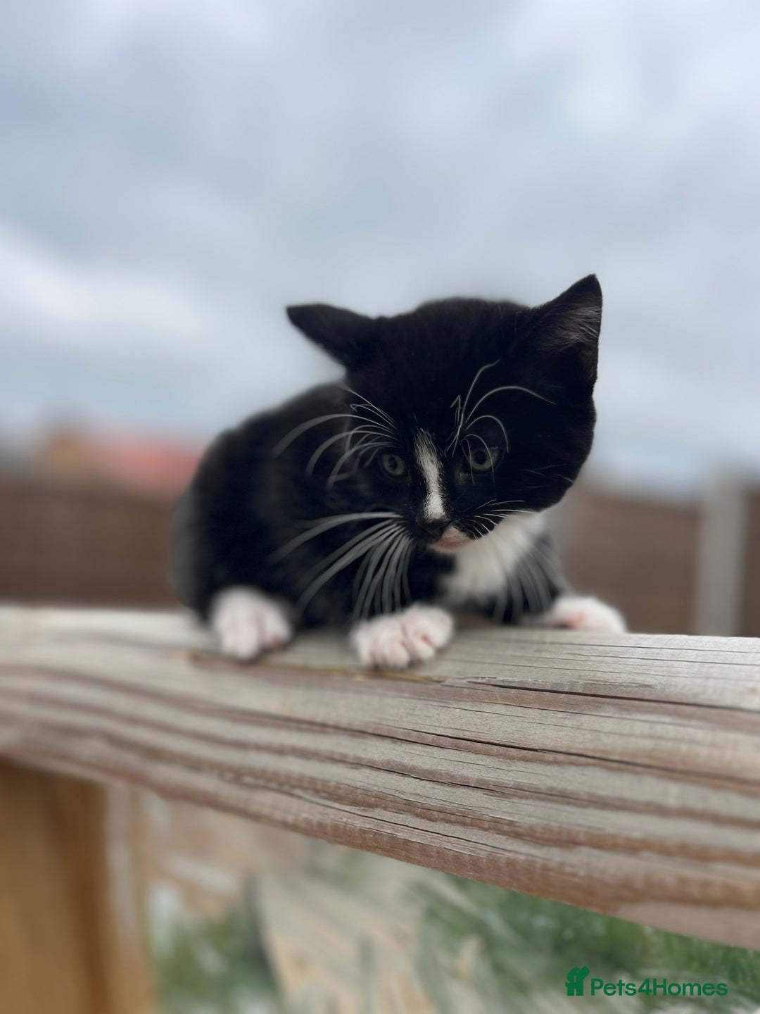 Mixed Breed cats for sale: Bengal Mix- Ready! 4/6 left  - Image 24