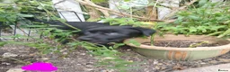 Borador dogs for sale: Labrador x collie puppies  - Advert 6