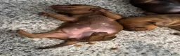 Miniature Dachshund dogs for sale: Miniature dachshund, family bred  - Advert 3