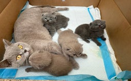 British Shorthair cats for sale: 4 adorable British shorthairs - Advert 1
