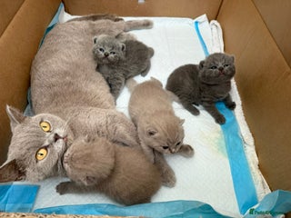 British Shorthair cats 4 adorable British shorthairs - Advert 1