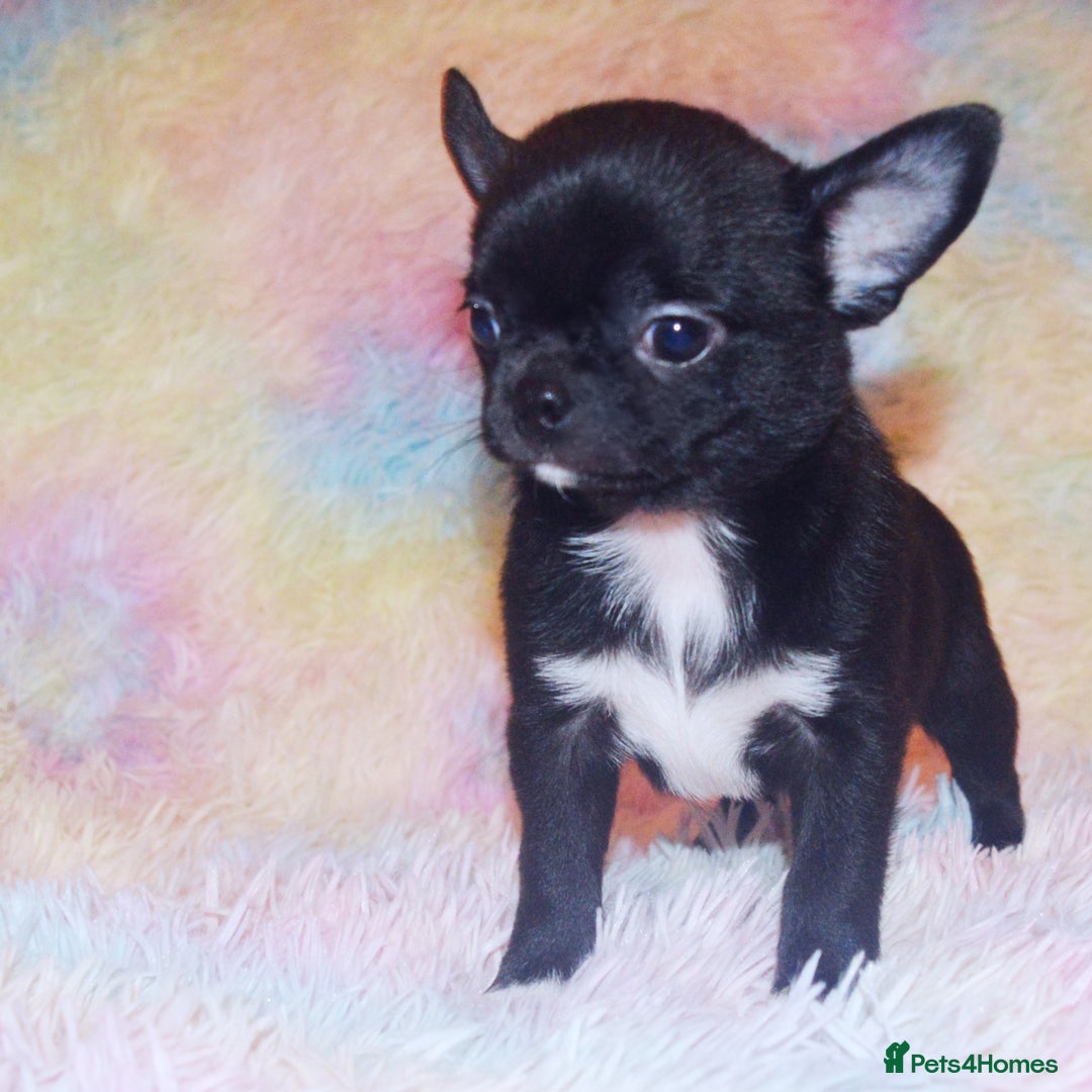 Chihuahua dogs for sale: KC REG HEALTH TESTED CHIHUAHUA BABIES - Image 8