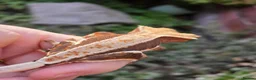 Gecko reptiles for sale: Various crested geckos  - Advert 20