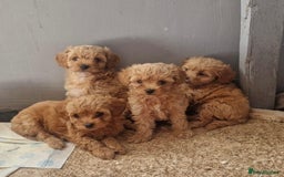 Chipoo dogs for sale: Poodle x Chihuahua  - Image 4