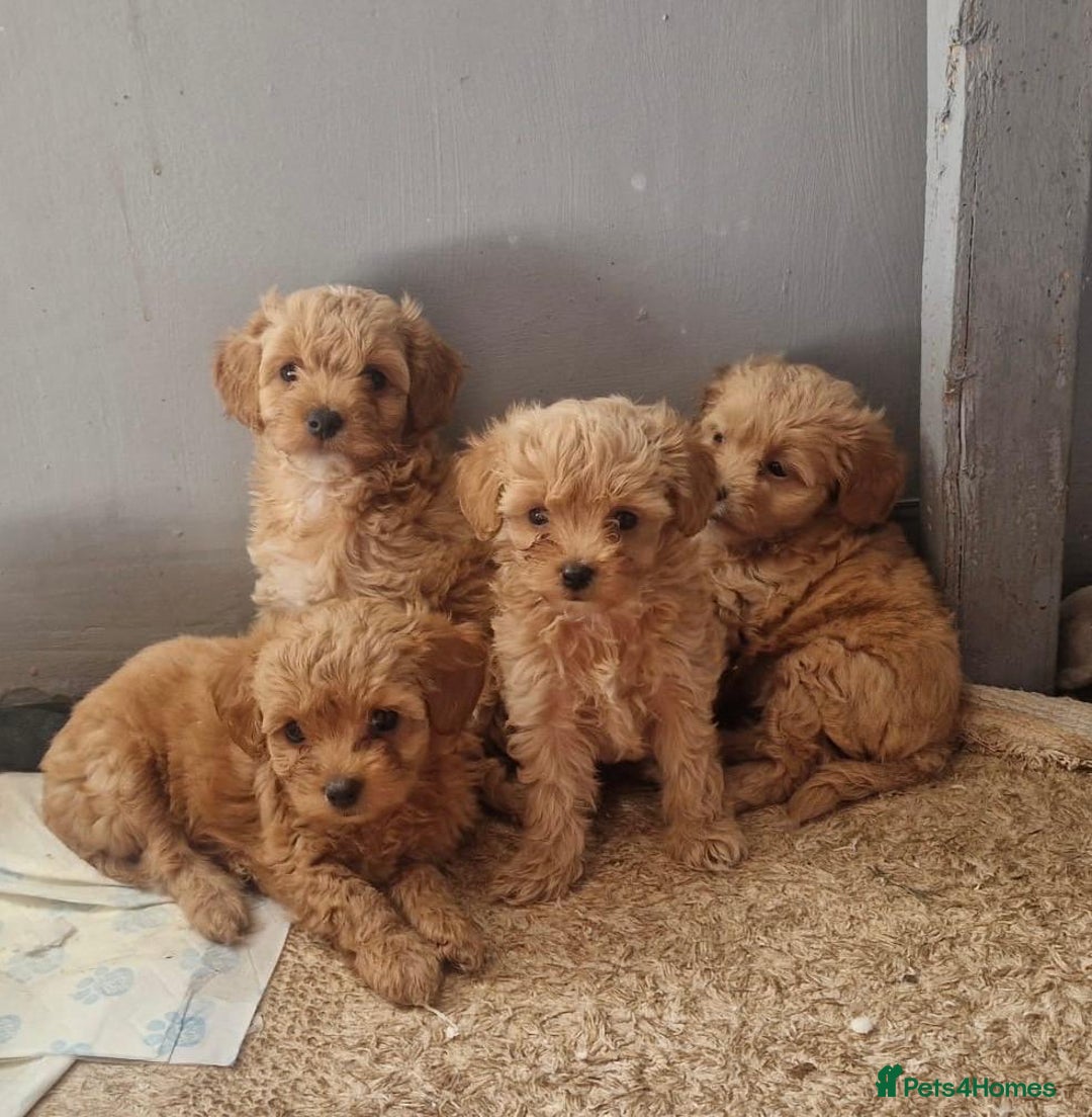 Chipoo dogs for sale: Poodle x Chihuahua  - Image 4