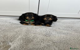 Dachshund dogs for sale: OUTSTANDING STANDARD LONGHAIR DACHSHUNDS - Image 1