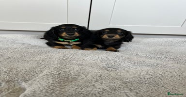 Dachshund dogs - Advert 6