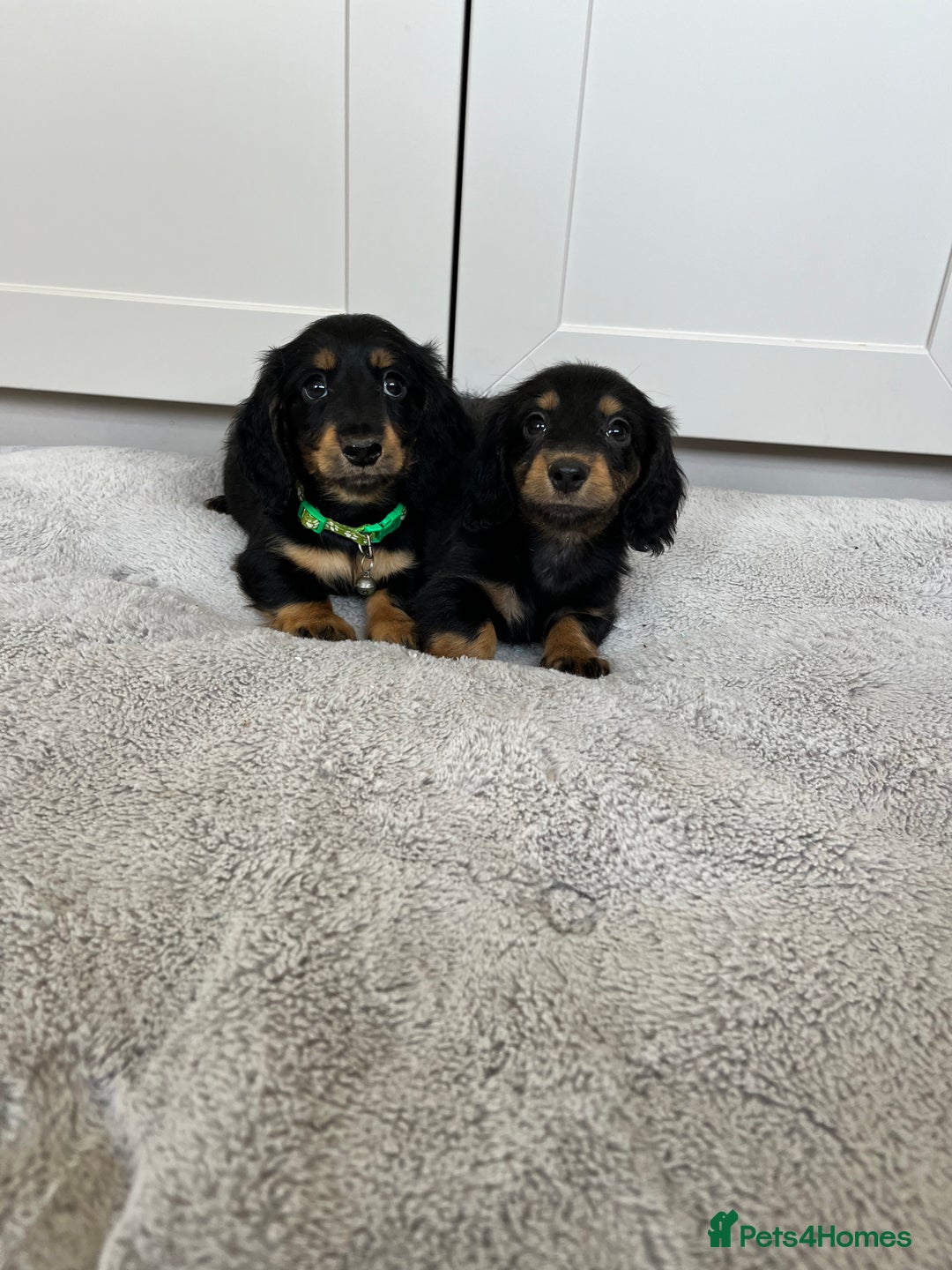 Dachshund dogs for sale: OUTSTANDING STANDARD LONGHAIR DACHSHUNDS - Image 1