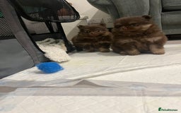 Pomeranian dogs for sale: Beautiful short snout kc pomeranian puppies - Image 3