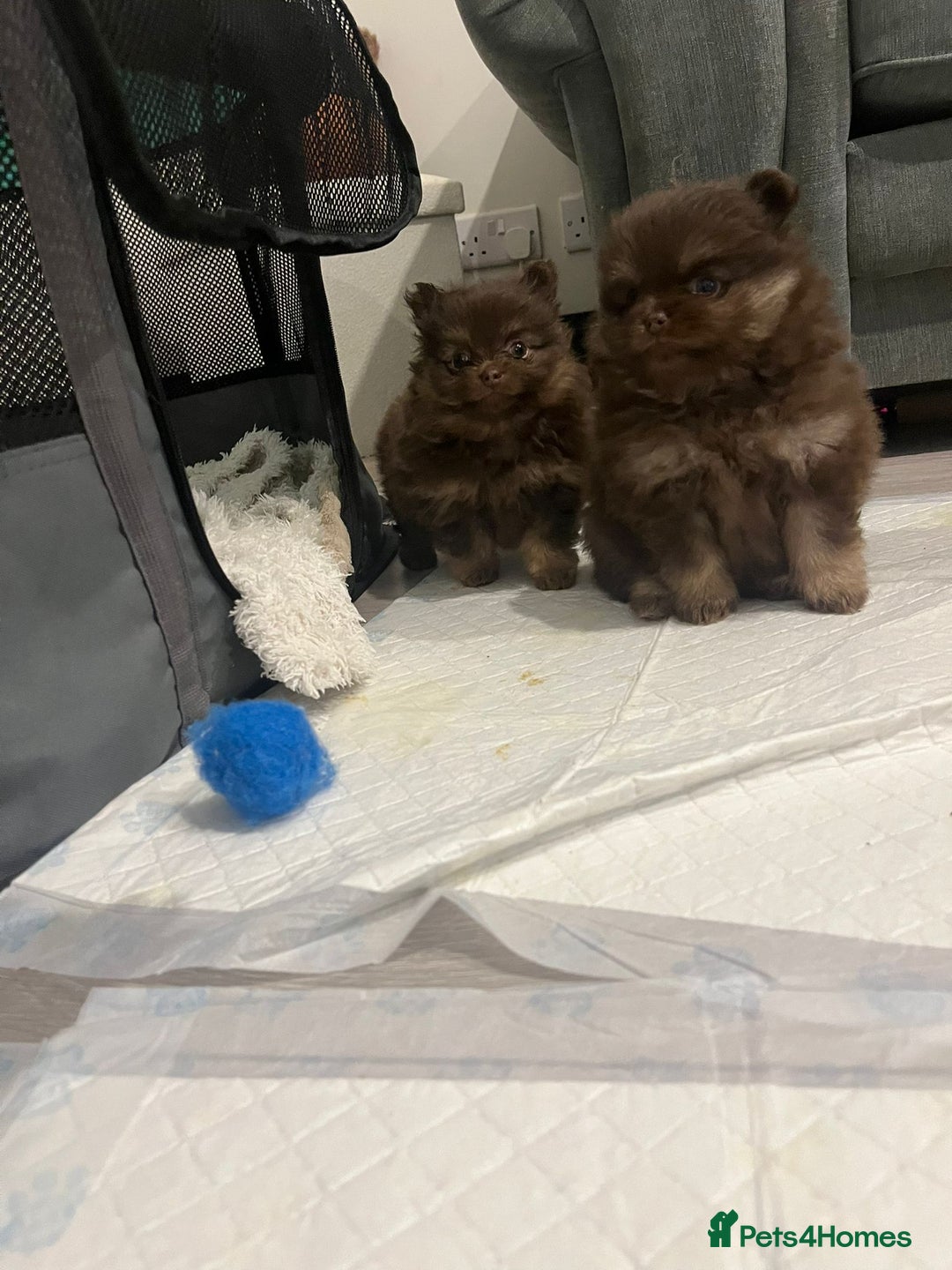 Pomeranian dogs for sale: Beautiful short snout kc pomeranian puppies - Image 3