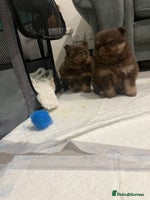 Pomeranian dogs - Advert 7