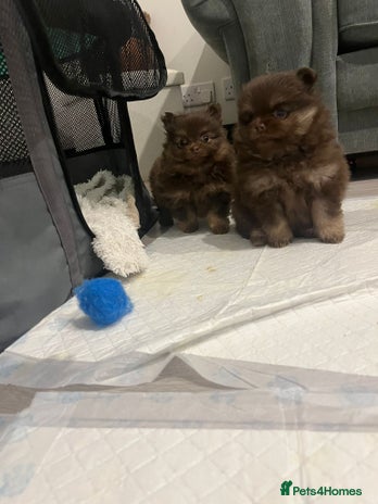 Pomeranian dogs Beautiful short snout kc pomeranian puppies - Advert 4