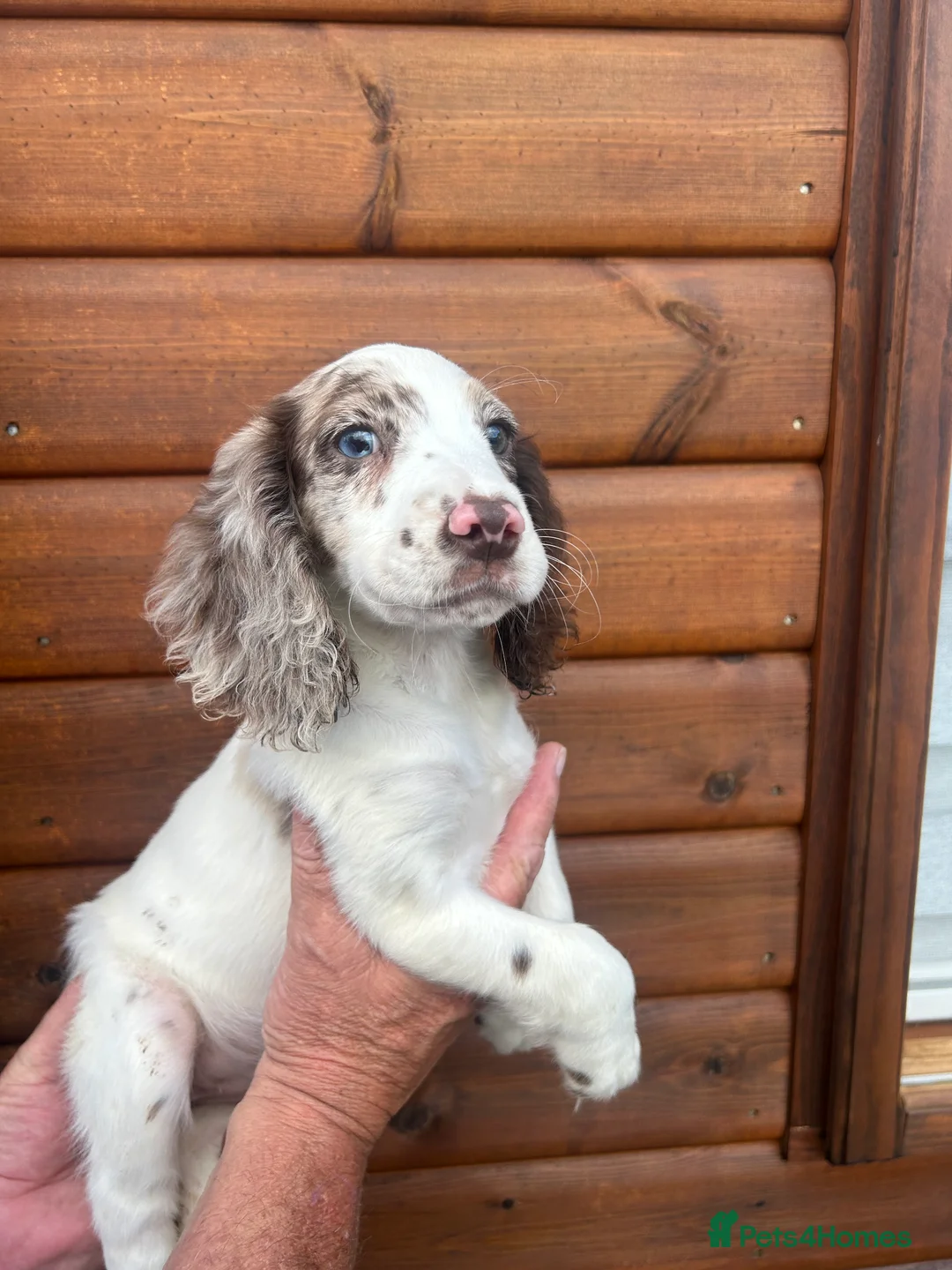 Cocker Spaniel dogs for sale: Cocker spaniel female puppy  - Advert 1